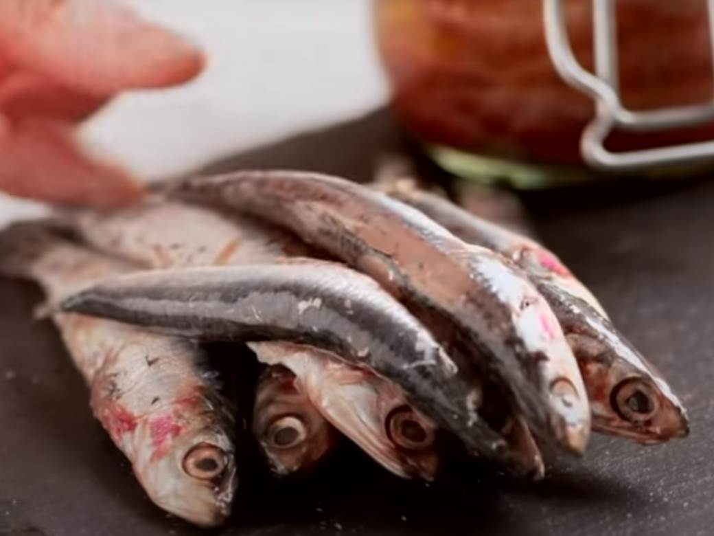  koja riba je najzdravija incuni sardela omega 3 