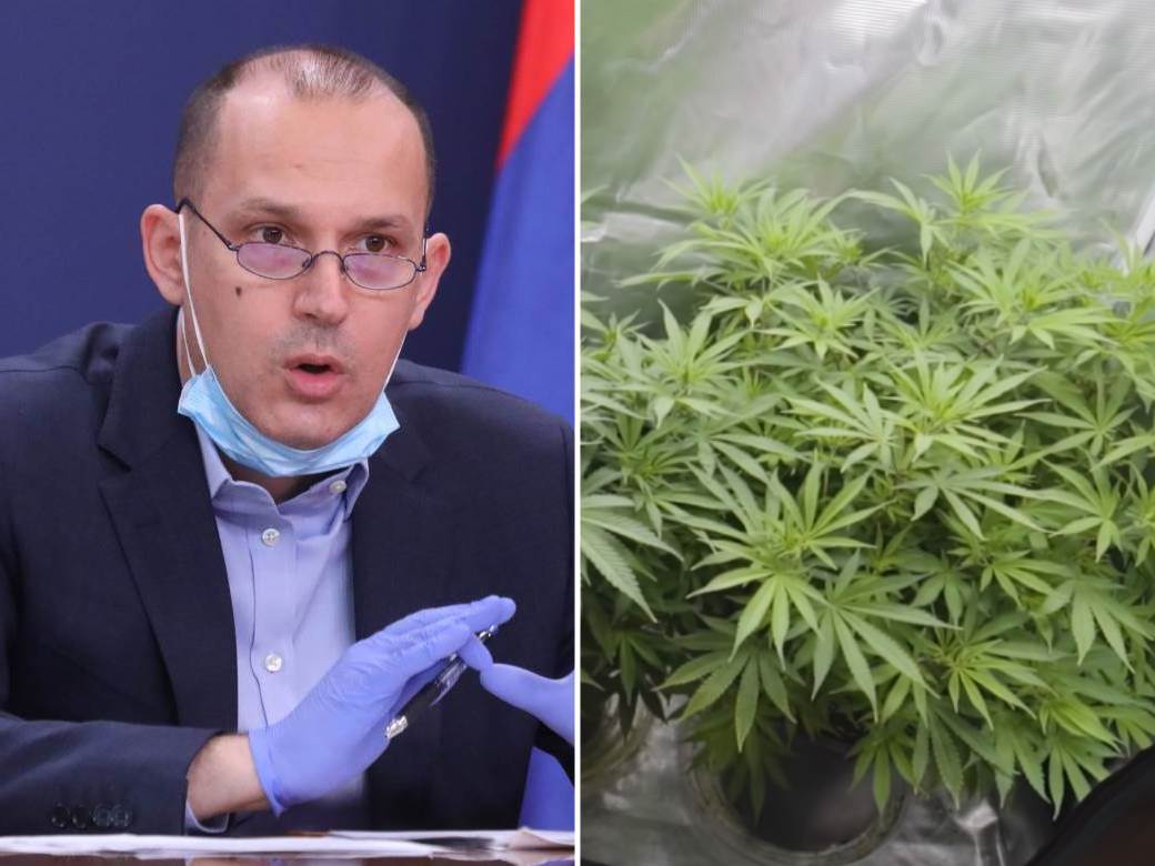  Srbija na korak od legalizacije marihuane 