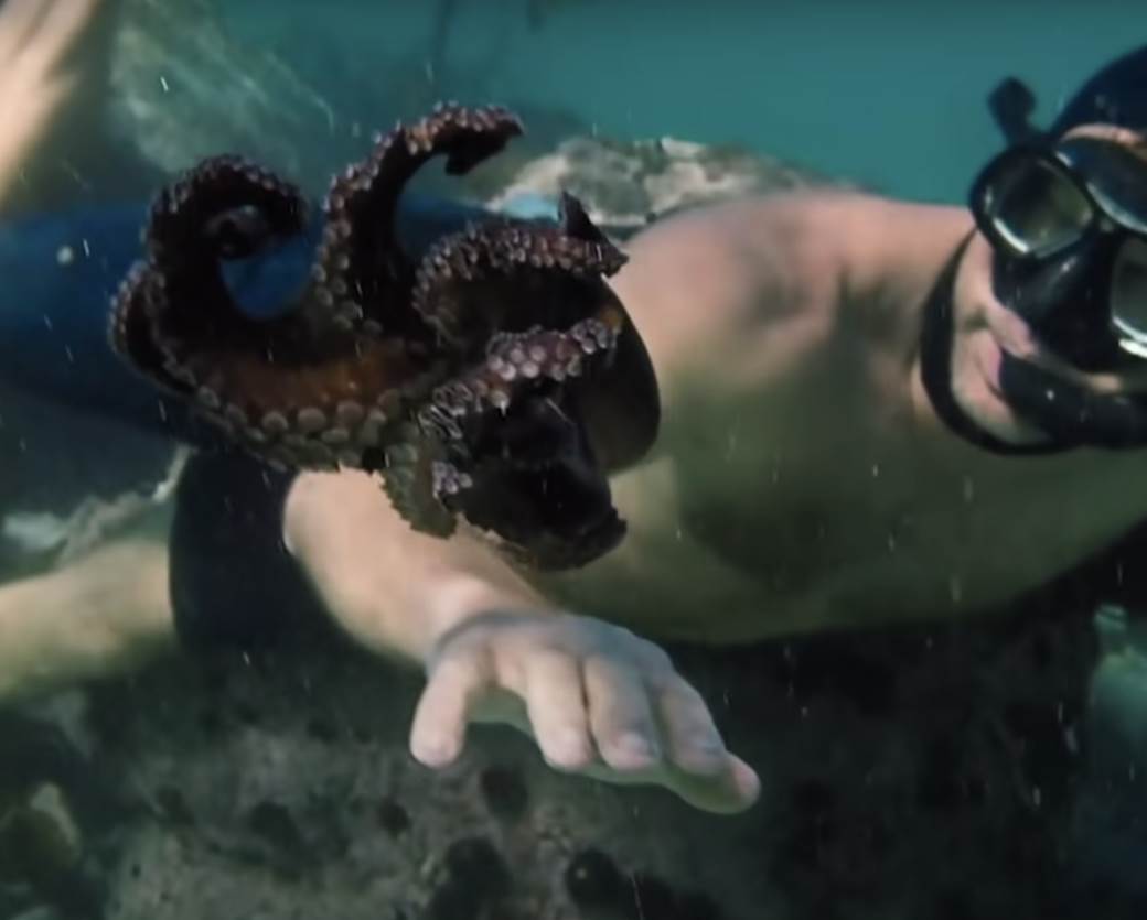  dokumentarni film oskar my octopus teacher 