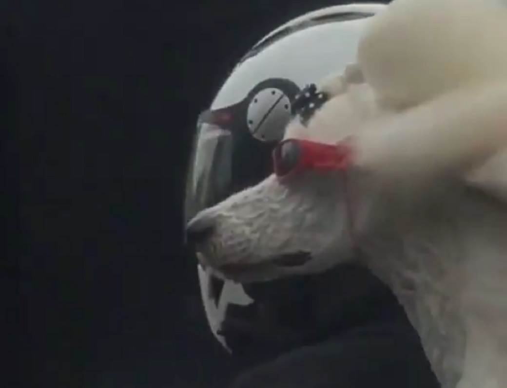  beograd vozi psa na motoru naocare neobicna scena video 