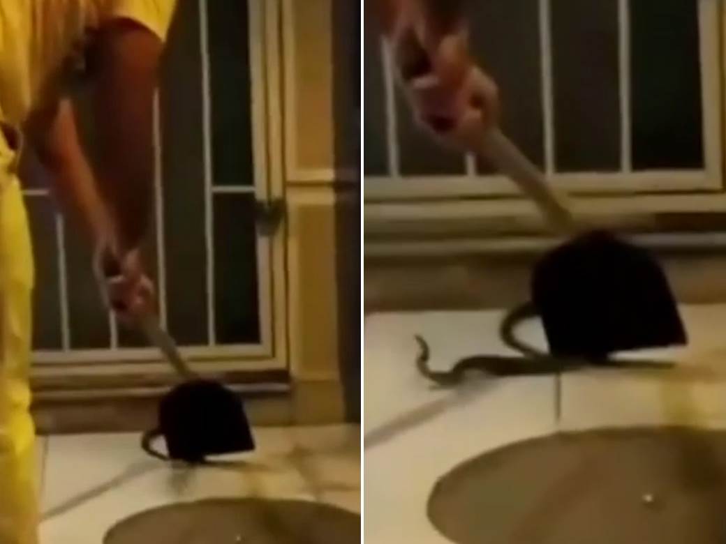  beograd pronadjena zmija covek je zadrzava lopatom video snimak  