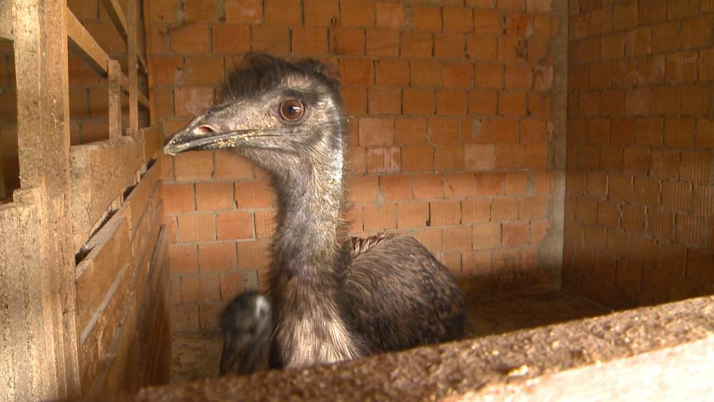  emu ptice u srbiji jaja tezina fotografija 