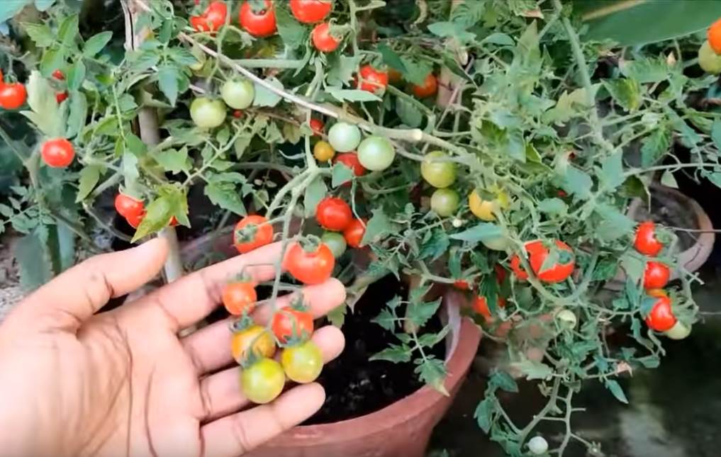  kako uzgojiti povrce u stanu ceri paradajz rukola uradi sam  