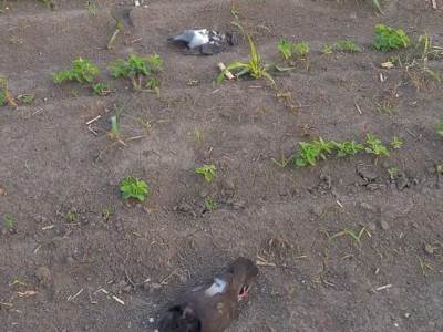  beograd masovno trovanje golubovi uzrok  