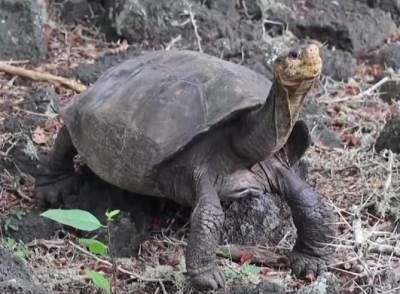 pronadjena kornjaca za koju se verovalo da je izumrla galapagos 
