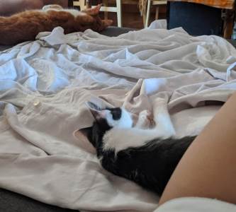  Spavanje sa mačkom u krevetu 