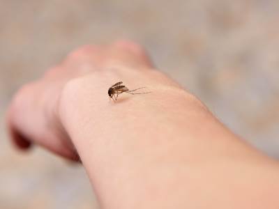  Kako izgleda ubod komarca koji je zaražen virusom Zapadnog Nila 