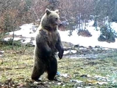  Medved napao skijaša na Šar planini 
