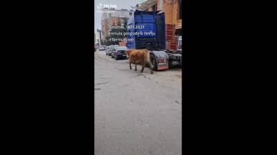  Krava šeta centrom Sjenice 
