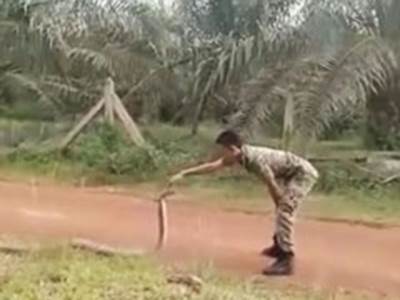 Malezijski vojnik hvata kobru rukama 