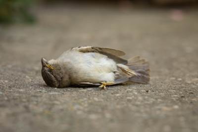  Mrtva pticica 