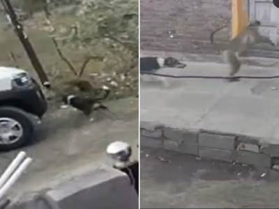 Majmuni ubijaju pse iz osvete u Indiji 