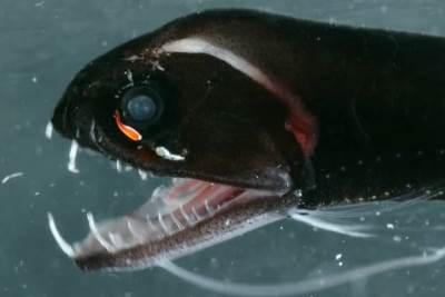 NEVIDLJIVI UBICA: Ovo je ultra-crna "pirana", iz dubina okeana 