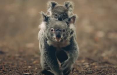  mama i beba koala 