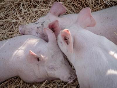  U Hrvatskoj se uzgajaju digitalne svinje preko platforme 