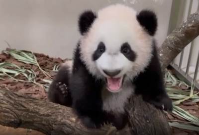  STIGLE RODE! Prvi mladunac pande rođen u Singapuru VIDEO 