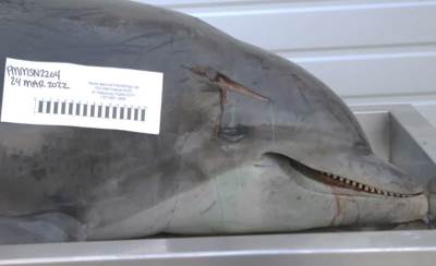  Ubistvo delfina na Floridi 