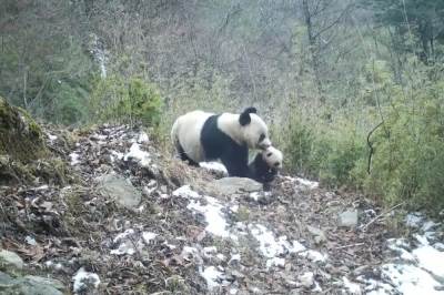  Infracrvena kamera zabeležila život divljih panda VIDEO 