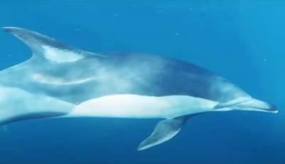  Delfin u Japanu povredio 6 osoba 