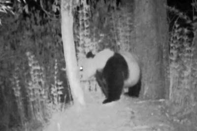  Infracrvena kamera snimila majku i mladunca divlje džinovske pande! VIDEO 