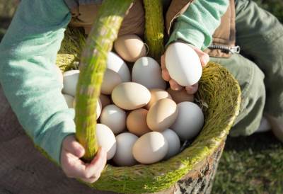 Korpa sa kokošijim i guščijim jajima 