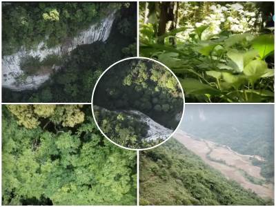  Otkrivena šuma na dnu pećine u Kini 
