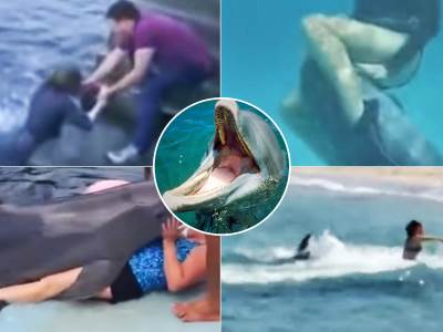  Delfini siluju i napadaju ljude i životinje 