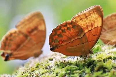  INVAZIJA U JUNANU: Oko 150 milija larvi se za mesec dana pretvori u leptire! VIDEO 