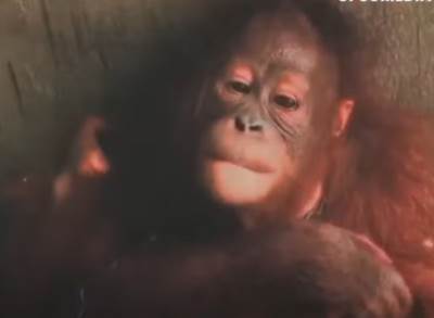  Orangutanku Poni ljudi držali kao prostitutku 