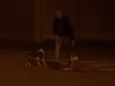  Šapčanin šutirao psa na ulici 