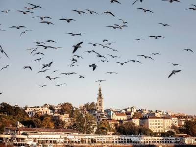  Ptice u Beogradu prenose virus Zapadnog Nila 