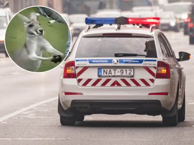  Policija jurila kengura u Mađarskoj 