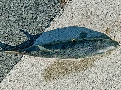  Otrovna riba srebrnopruga napuhača u Jadranu 