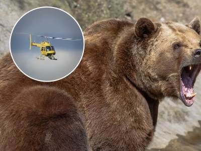  Medvedi rastrgli žrtve pada helikoptera u Rusiji 