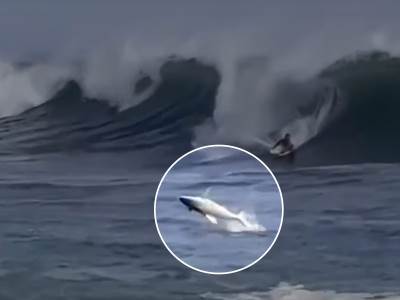  Zastrašujući snimak ajkule pored surfera 