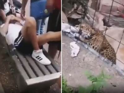  Jaguar zamalo otkinuo nogu dečaku u zoološkom vrtu 