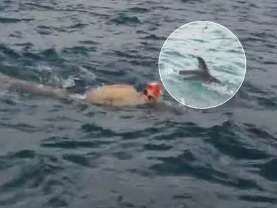  Delfini spasili plivača od ajkule 