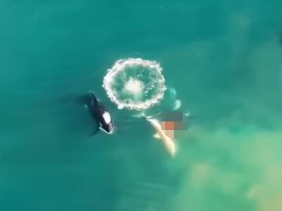  Snimak kako orke ubijaju veliku belu ajkulu 