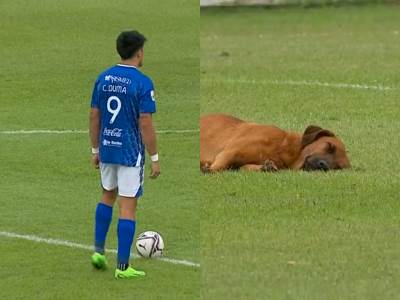  Fudbalski meč kasnio jer je pas spavao na terenu 
