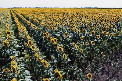  Poljoprivrednici i Vlada Srbije postigli dogovor o prodajnoj ceni suncokreta 