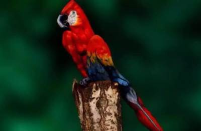  Optička iluzija, pronađite ženu na slici papagaja 