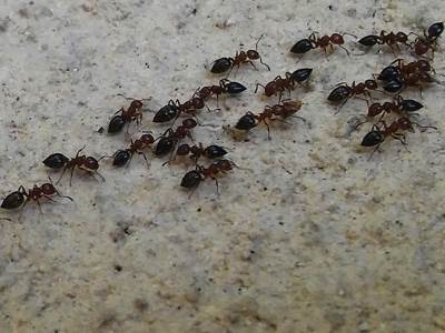  Kako izgleda mrav izbliza 