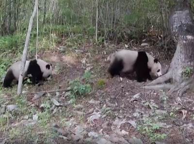  Divlja panda i mladunac u Šansiju 