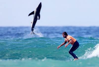  Ajkula i surfer na slici 