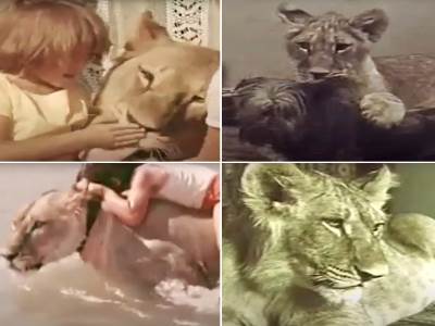  Porodica u Rusiji živela sa lavom 