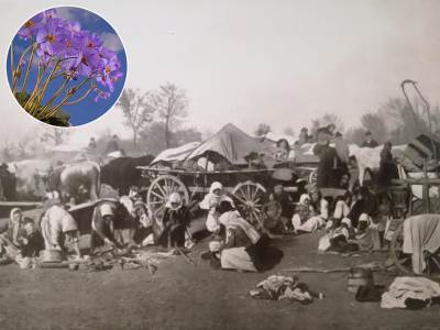  Šta je natalijina ramonda Dan primirja u Prvom svetskom ratu 