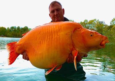  Upecao zlatnu ribicu tešku 30 kilograma 