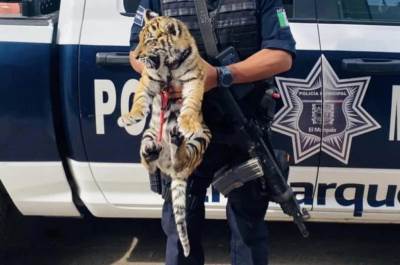  Policija pronašla tigra u kolima 