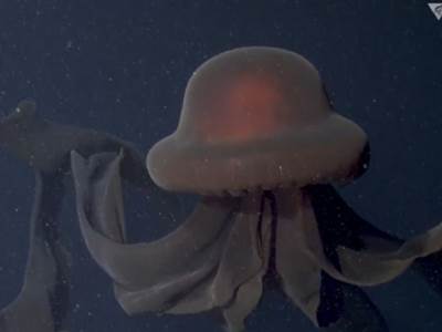  Džinovska meduza sa pipcima od devet metara 