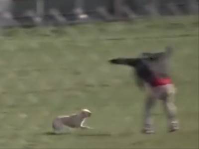  Snimak napada pasa u Novom Pazaru 